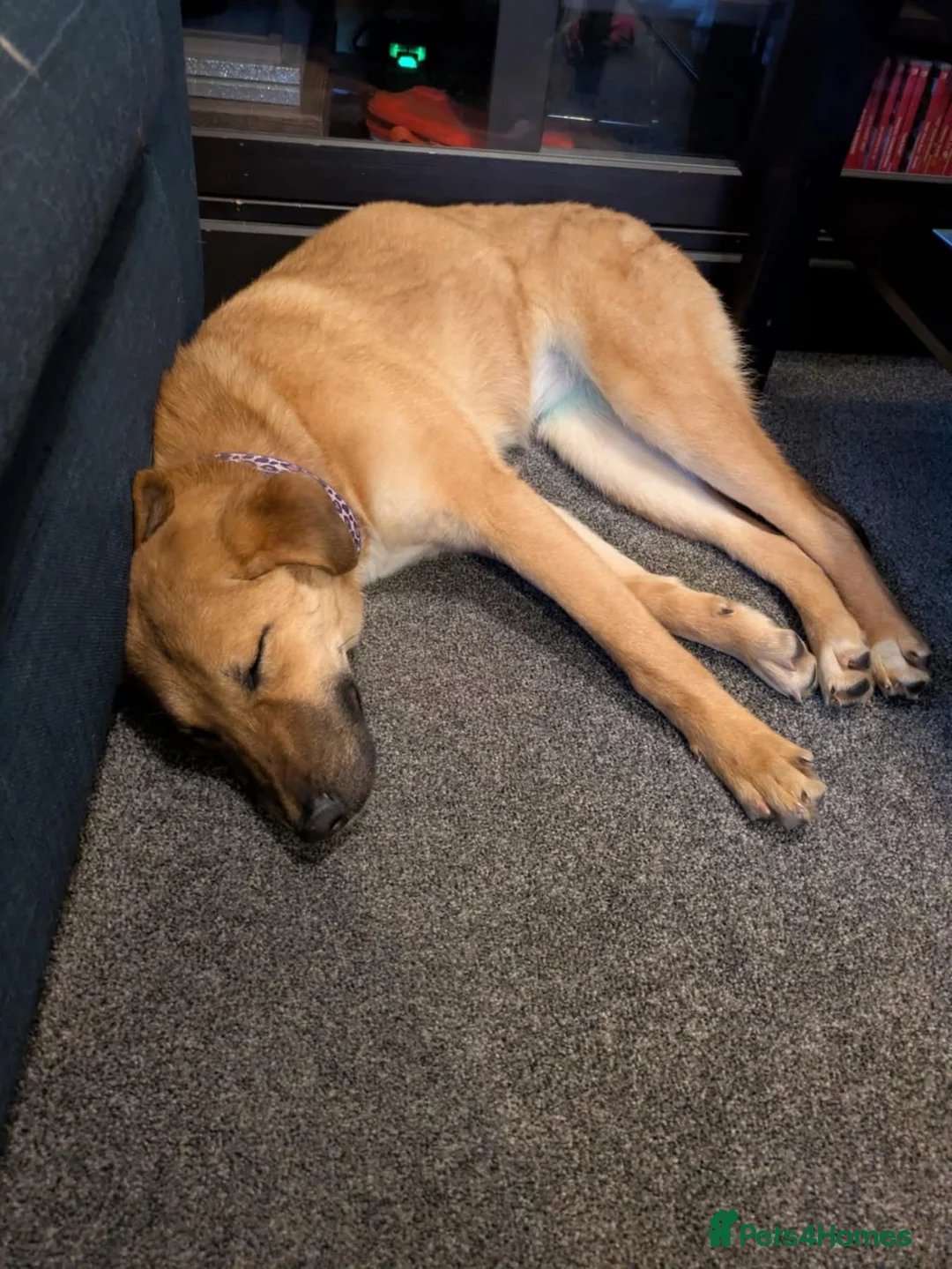 Mixed Breed dogs for adoption: Ree - stowmarket Suffolk  - Advert 3