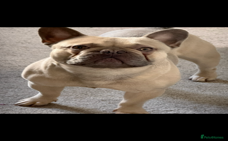 French Bulldog dogs - Advert 3