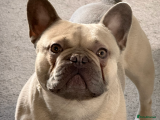 French Bulldog dogs - Advert 1