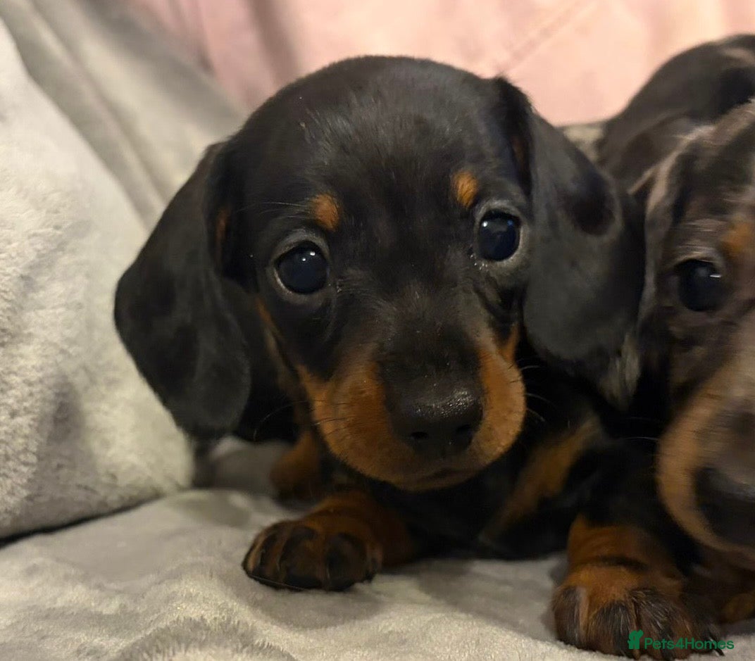 Miniature Dachshund dogs KC reg dapple and solid mini dachshunds ready now - Advert 10