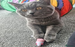 British Shorthair cats for sale: British Shorthair Mix Kittens - Image 23