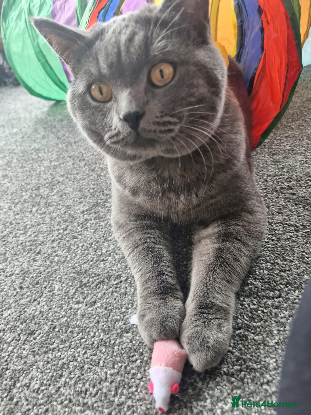 British Shorthair cats for sale: British Shorthair Mix Kittens - Image 23