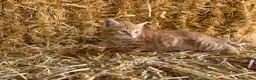 Mixed Breed cats for sale: Gorgeous little litter of friendly kittens - Advert 7