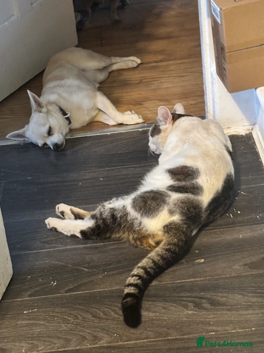 Domestic Shorthair cats for sale: Meet Falcon - Advert 3