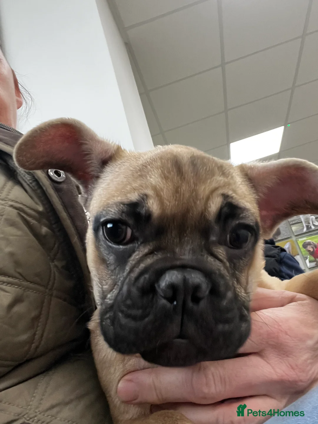 French Bulldog dogs for sale: Stunning fawn chunky frenchie  - Advert 5