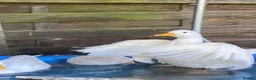 Ducks poultry for sale: 8x pure white Call Ducks in Warrington - Advert 3