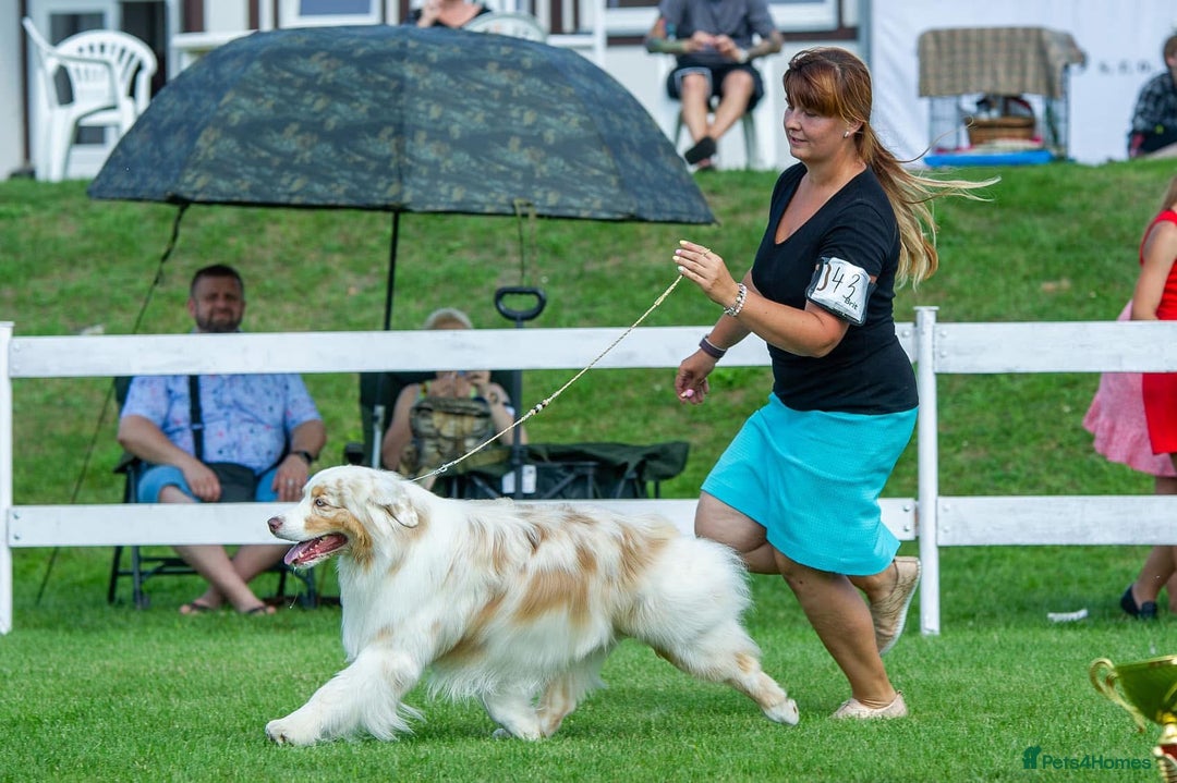 Australian Shepherd dogs for sale: Superbly Bred, Top Quality Pups - Image 21
