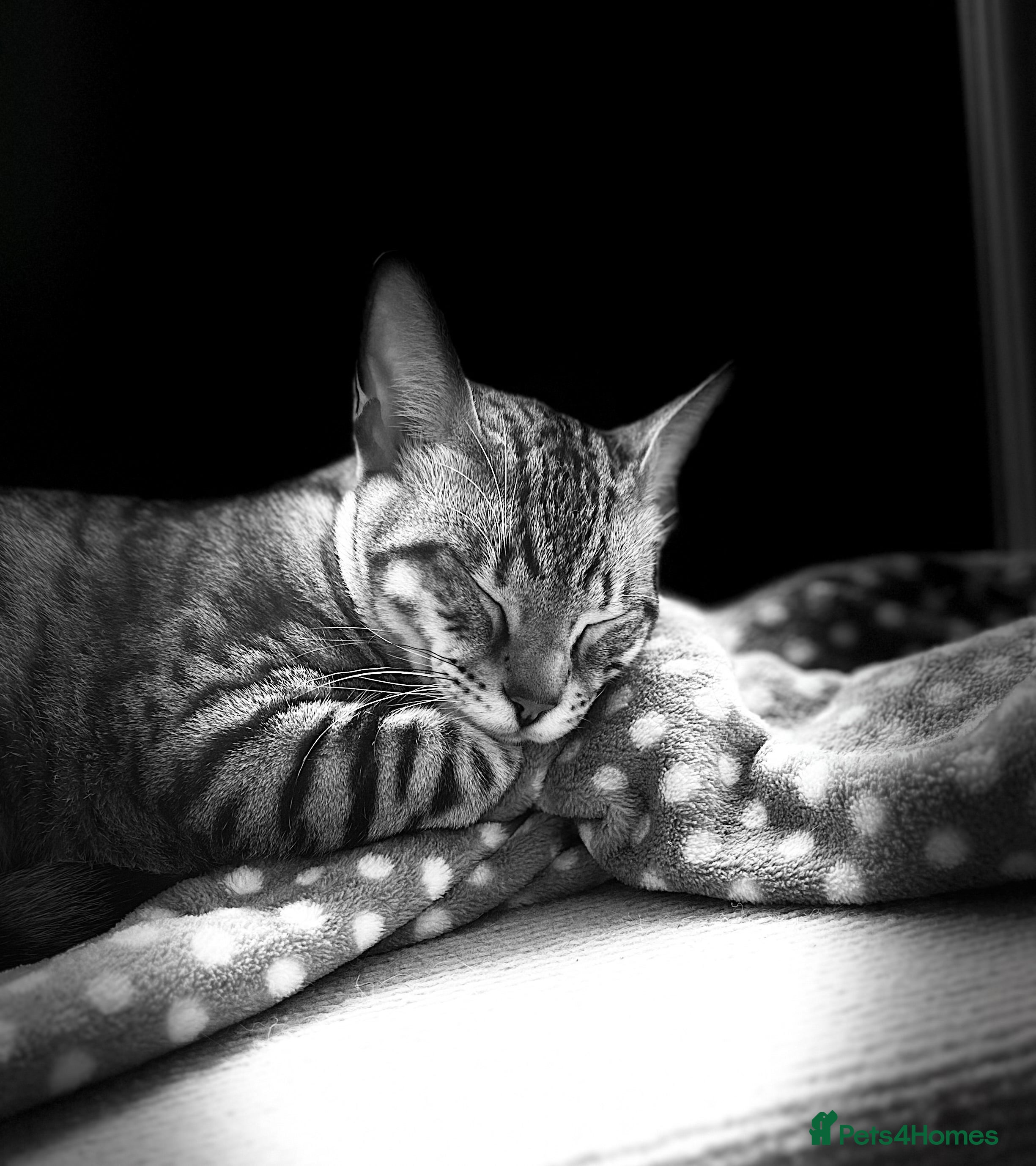 Mixed Breed cats Bengal & Tonkinese mix sadly rehome in Cambridge - Advert 1