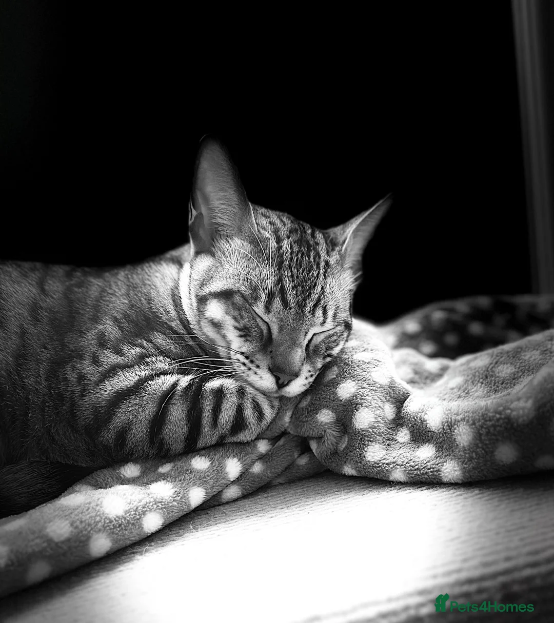 Mixed Breed cats for sale: Bengal & Tonkinese mix sadly rehome in Cambridge - Advert 1