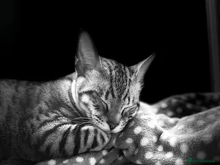 Mixed Breed cats Bengal & Tonkinese mix sadly rehome in Cambridge - Advert 1