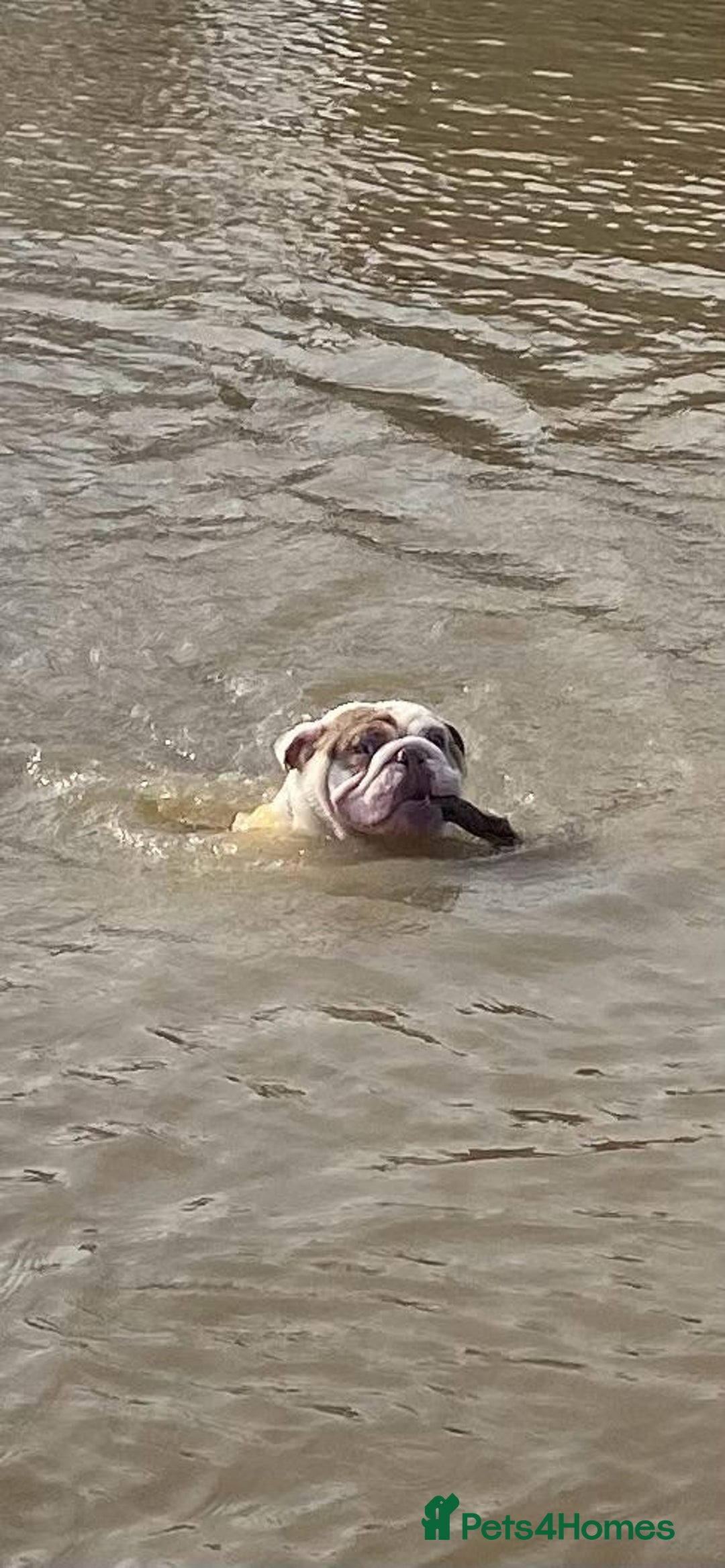 English Bulldog dogs for sale: KC registered bulldog  - Image 6