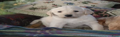 Labradoodle 2