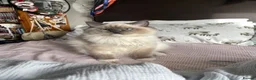 Ragdoll cats for sale: Beautiful Ragdoll  - Advert 5