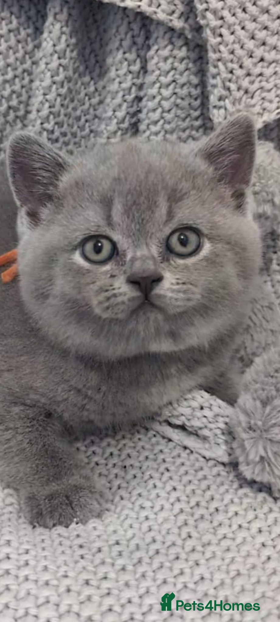 British Shorthair cats Beautiful Pedigree British Shorthair kittens  - Advert 17