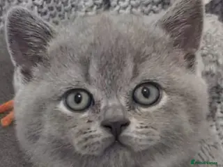 British Shorthair cats Beautiful Pedigree British Shorthair kittens - Advert 17