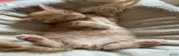 Mixed Breed cats for sale: Cute Little Kittens Available Now  - Advert 8