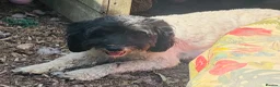 Cockapoo dogs for sale: Teddybears - Advert 8
