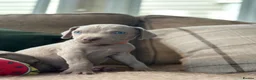 Weimaraner dogs for sale: 🐾Ready Now KC REG SILVER WEIMARANER PUPPIES 🐾 - Advert 26