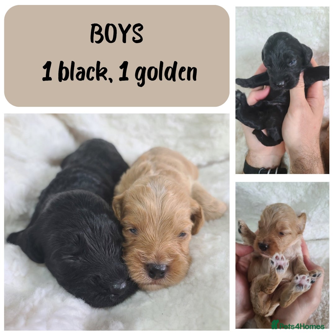 Cockapoo dogs for sale: F1 Cockapoos. DNA Health Tested  in Pershore - Image 7