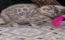 Bengal cats for sale: Pedigree Bengal kittens - Image 15