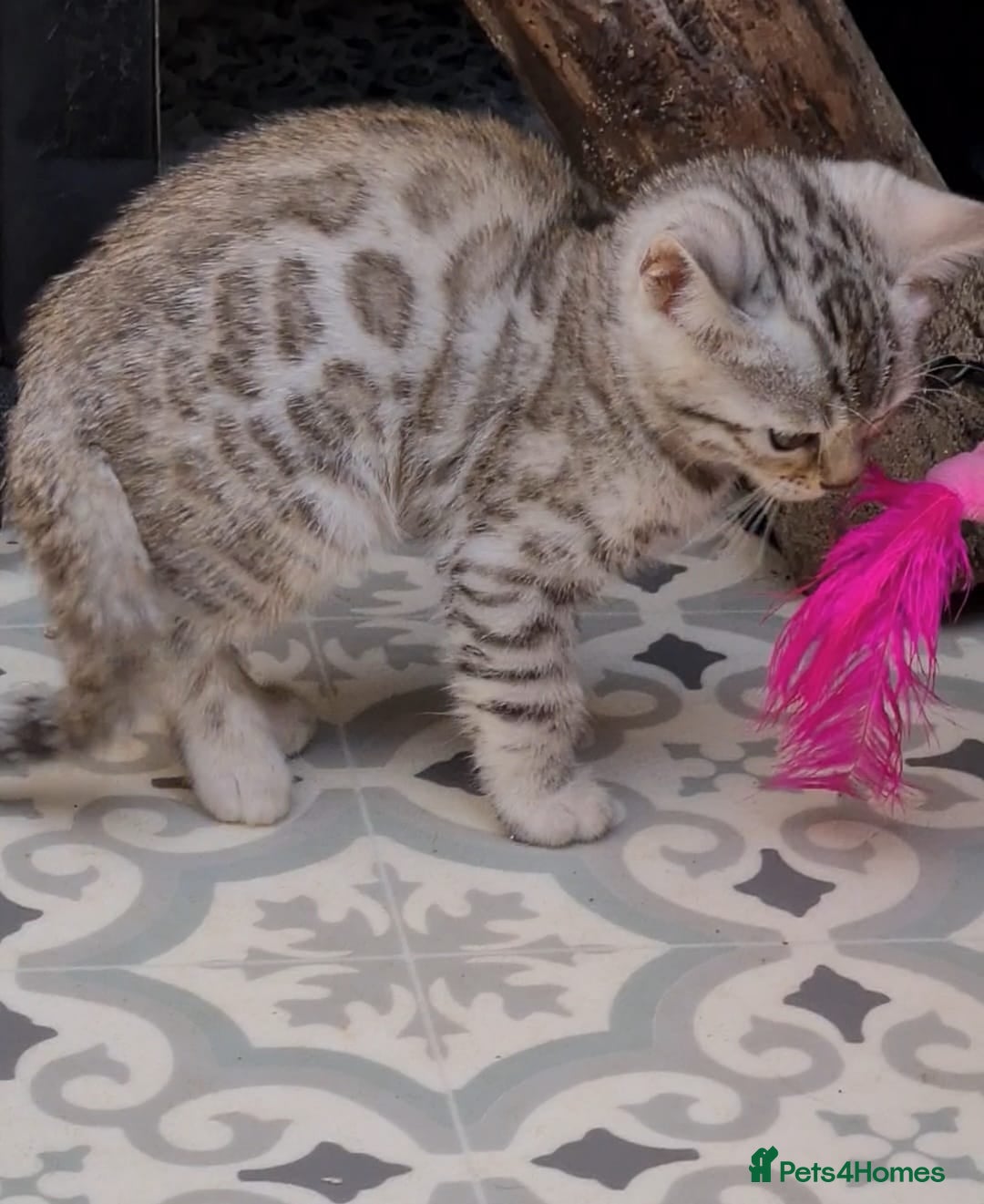Bengal cats for sale: Pedigree Bengal kittens - Image 15