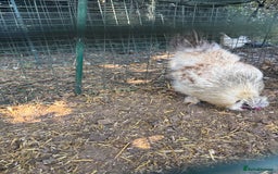 Chickens poultry for sale: Two hybrid hens and silkie rooster  - Image 2