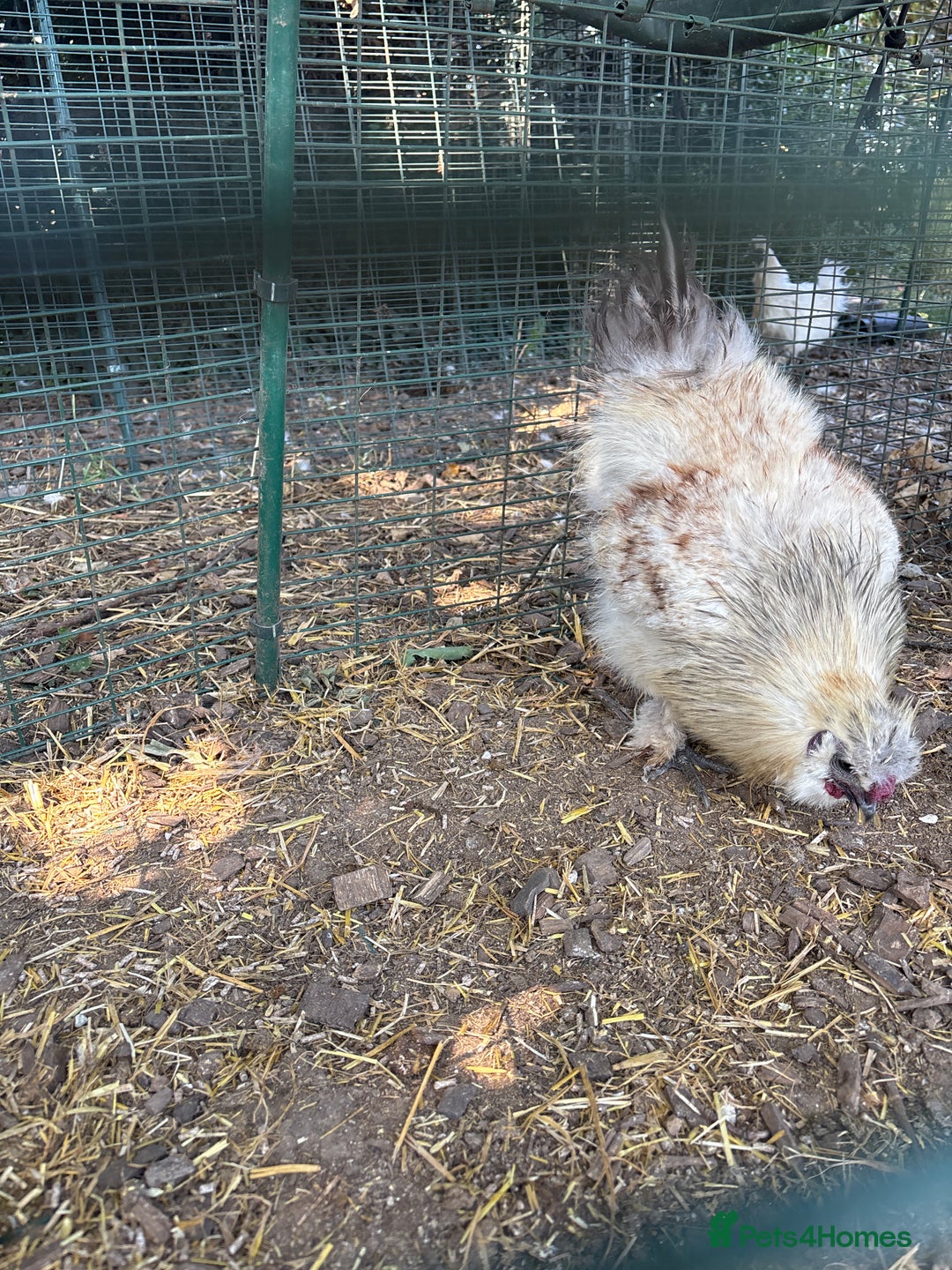 Chickens poultry for sale: Two hybrid hens and silkie rooster  - Image 2
