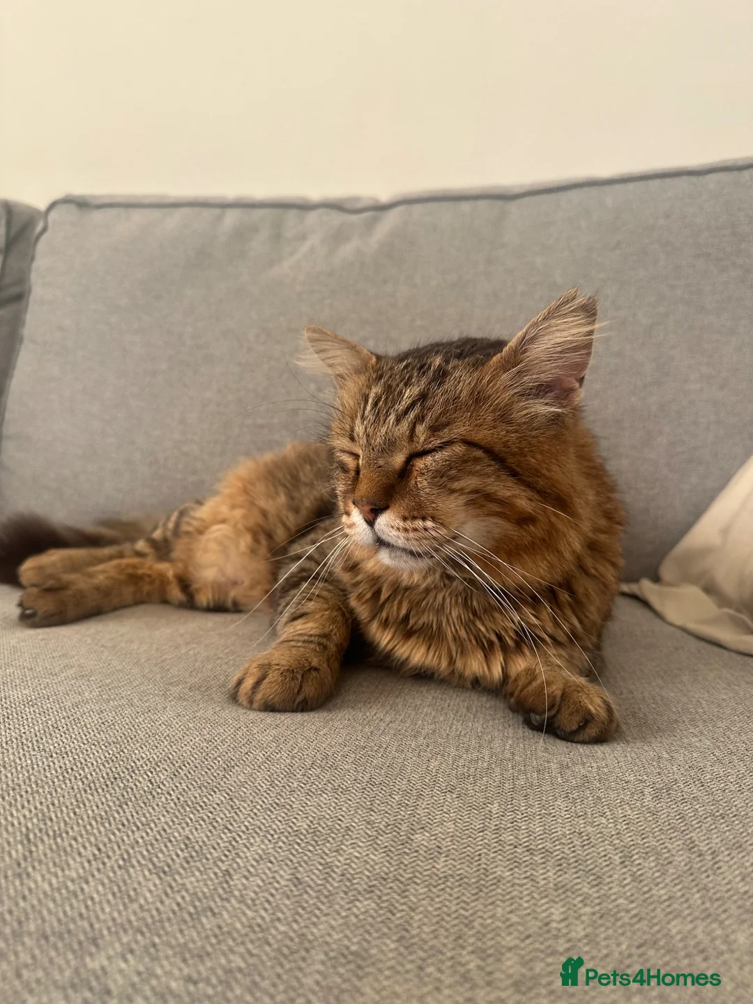 Mixed Breed cats for sale: Cypriot stray looking for forever home in Nottingham - Advert 1