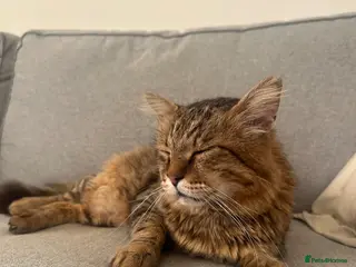 Mixed Breed cats Cypriot stray looking for forever home - Advert 2