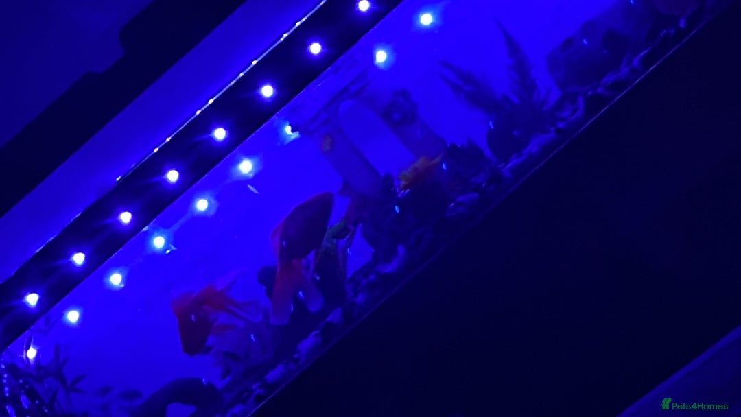 Goldfish fish for sale: Variety of fish and tank for sale in Cheltenham - Image 1