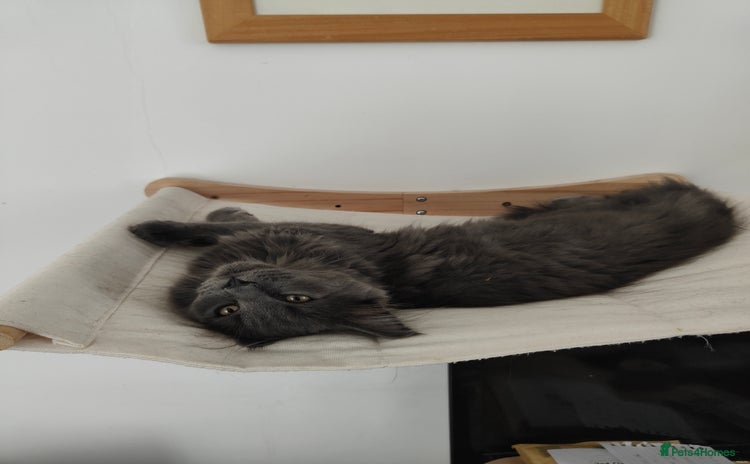 Ragcoon cats - Advert 1
