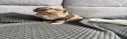 Sproodle dogs for sale: Quality f2b sproodles PRA Clear - Advert 13