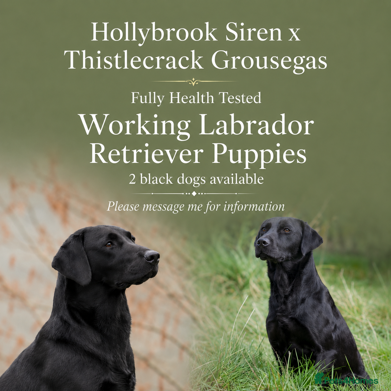 Labrador Retriever dogs KC Labrador Retriever Puppies (9th generation) - Advert 1