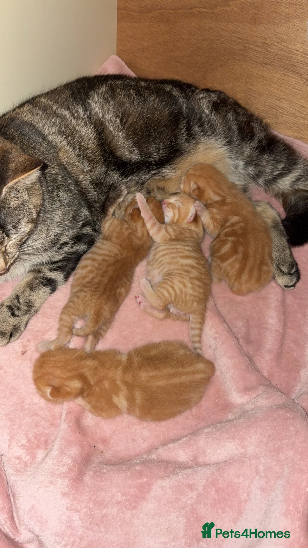 Mixed Breed cats for sale: Madam  - Advert 1