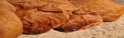 Labradoodle dogs for sale: DARK FOX RED LABRADOODLES in Alnwick - Advert 10