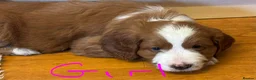 Bernedoodle dogs for sale: Beautiful Bernidoodles - Advert 6