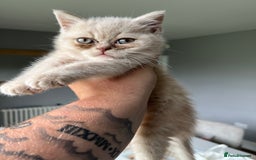 British Shorthair cats for sale: 3 beautiful British shorthairs  - Image 7