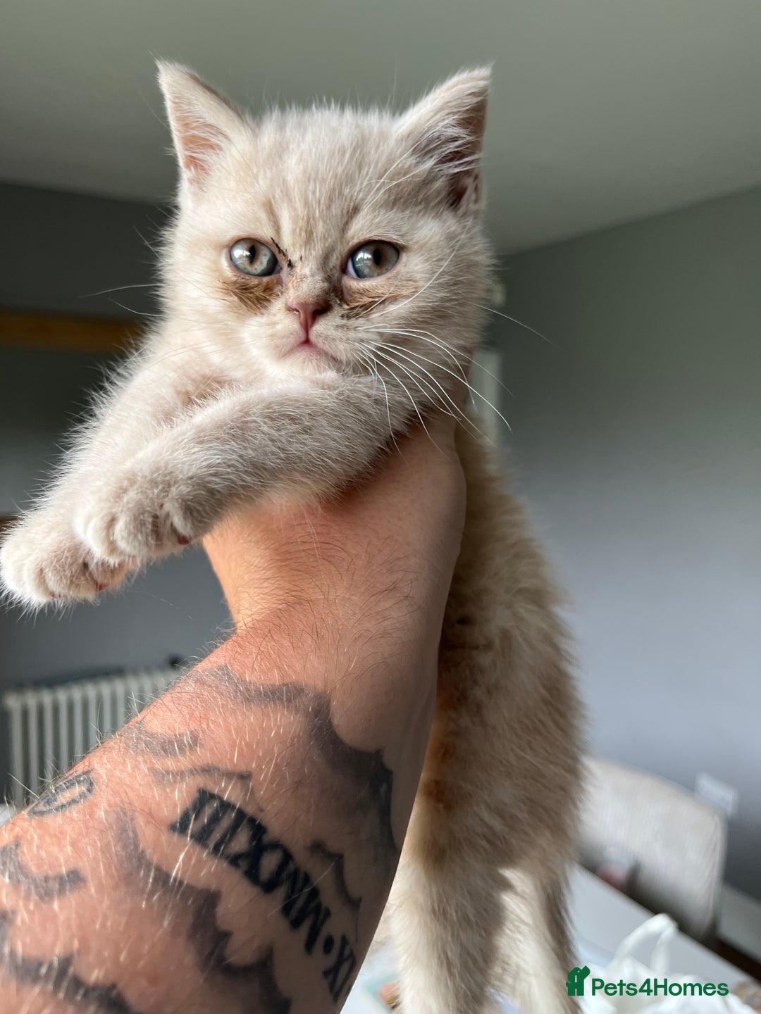 British Shorthair cats for sale: 3 beautiful British shorthairs  - Image 7