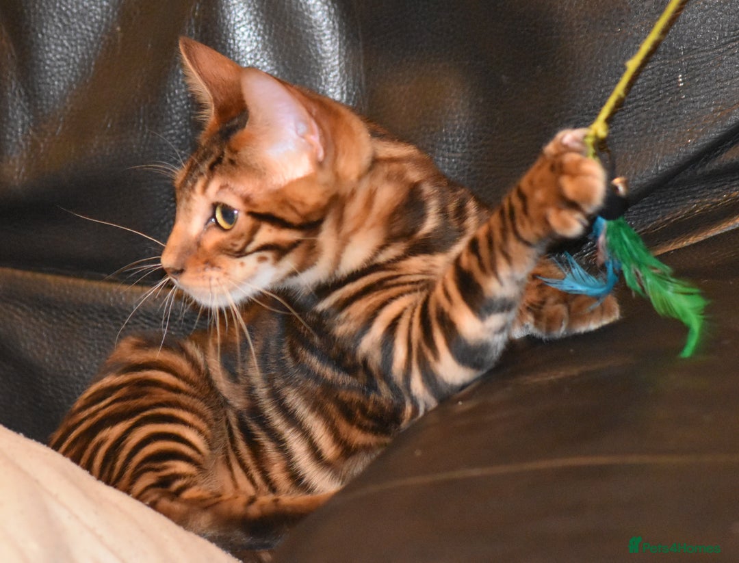 Toyger cats for sale: TWO STUNNING WILD LOOKING TOYGER CUBS - Advert 14