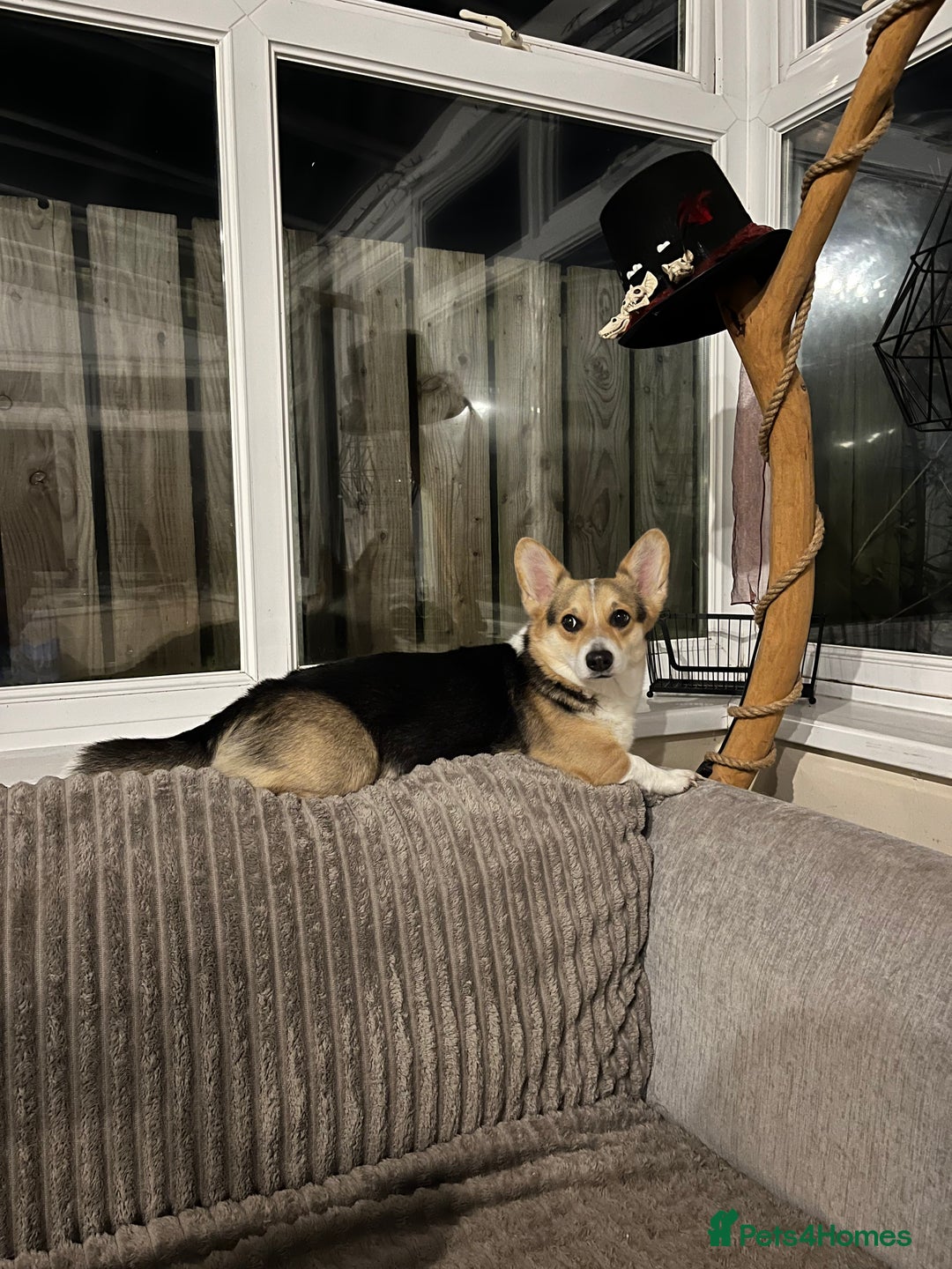 Welsh Corgi Pembroke dogs for sale: Pembroke Welsh Corgi  - Advert 1