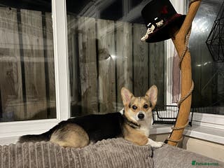 Welsh Corgi Pembroke dogs Pembroke Welsh Corgi - Advert 1