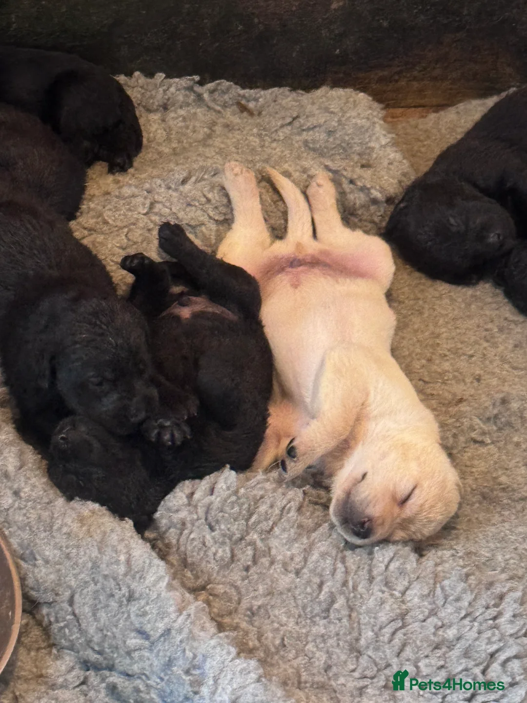 Labrador Retriever dogs for sale: KC Reg Labrador Pups - Advert 7