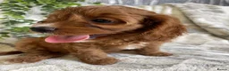 Cavapoo dogs for sale: EXTENSIVELY DNA TESTED TOY CAVAPOOS - Advert 3