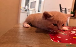 Domestic Shorthair cats for sale: 4 lovely little kittens  - Advert 12