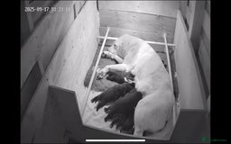 Mixed Breed dogs for sale: Labrador x Patterdale Puppies - Image 12