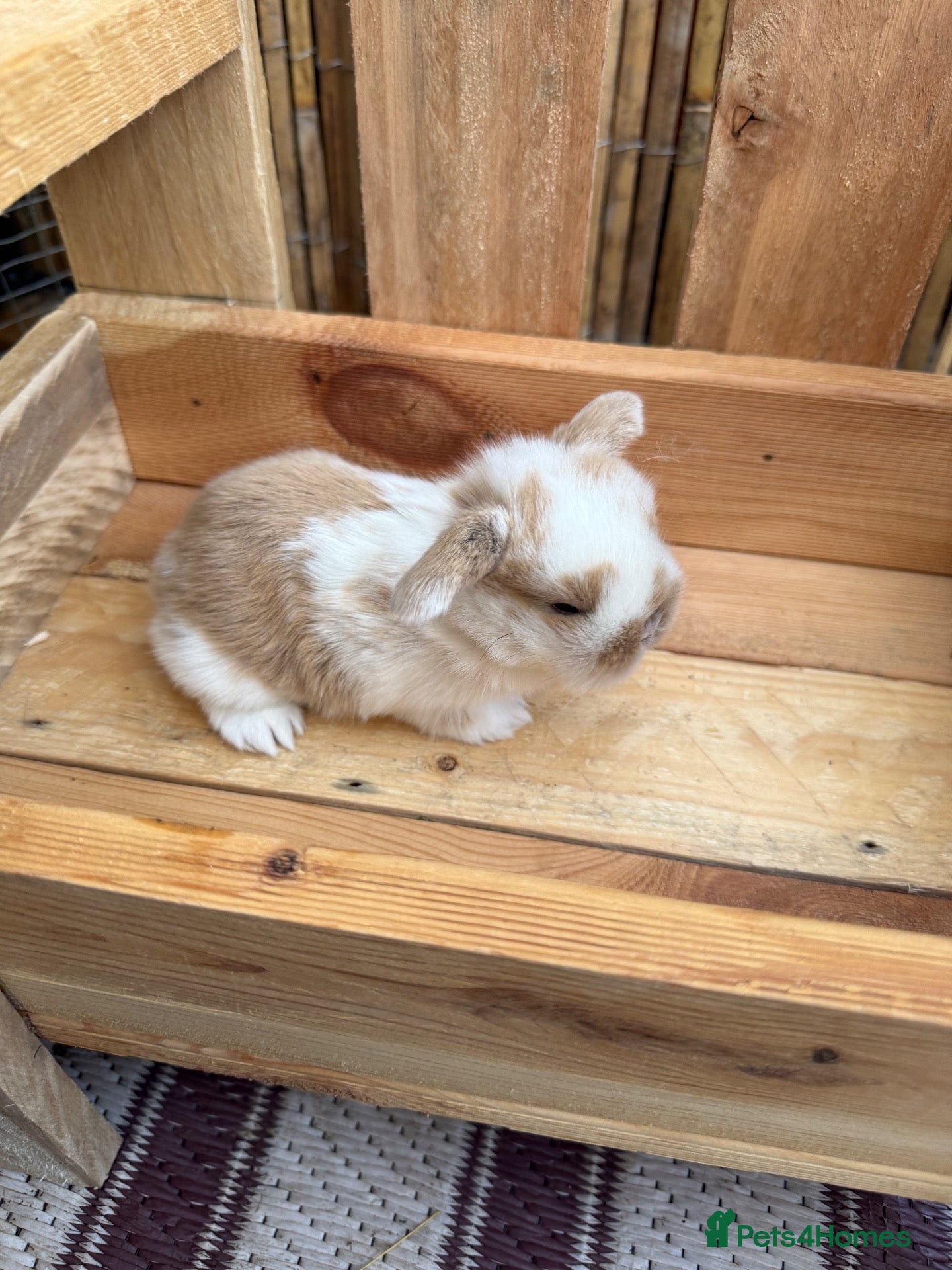 Mini Lop rabbits 8 Mini Lops - Waiting list open - Advert 2