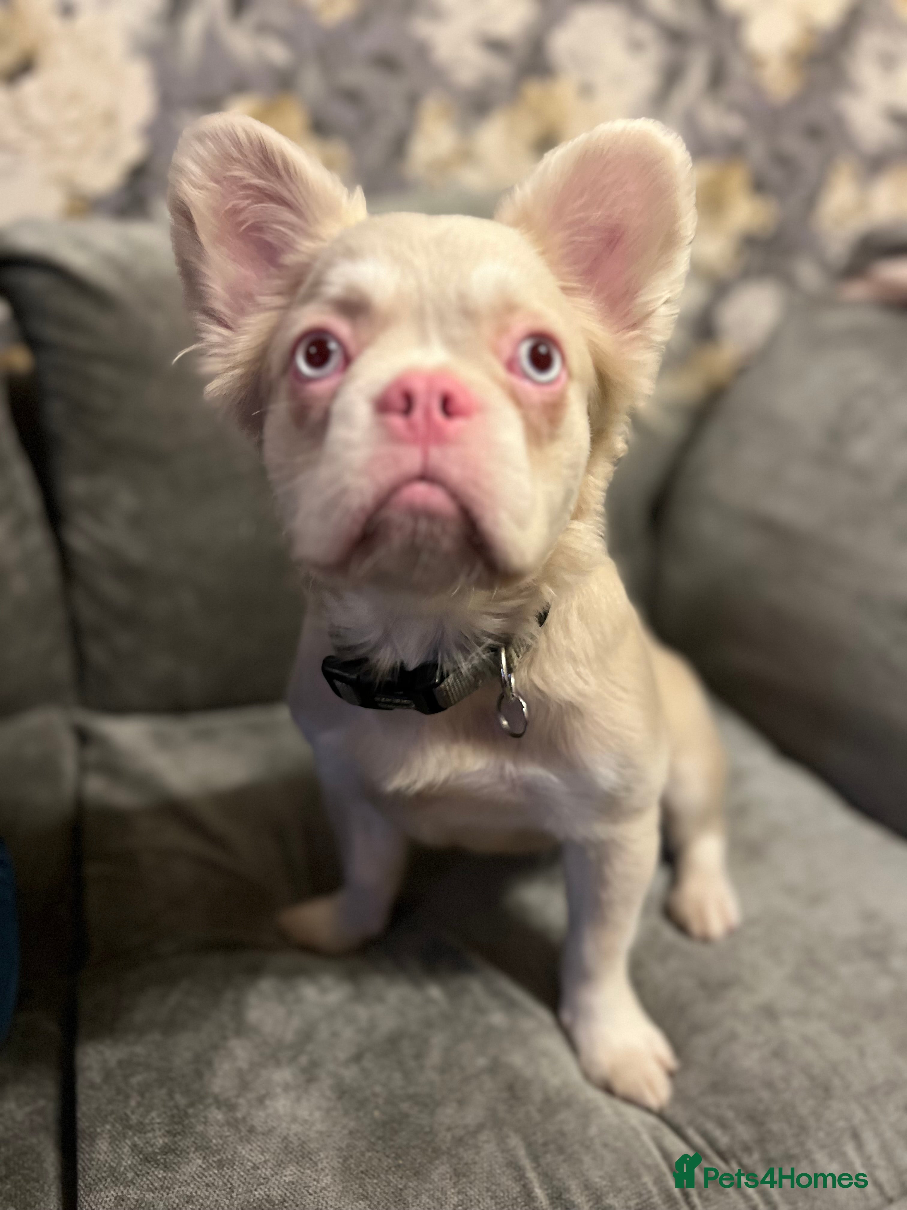 French Bulldog dogs beautiful kc rare pink fluffy french bulldog  - Advert 3