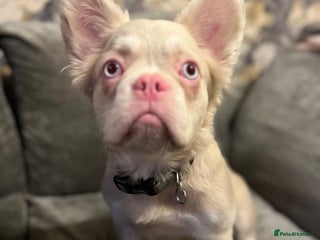 French Bulldog dogs beautiful kc rare pink fluffy french bulldog - Advert 1