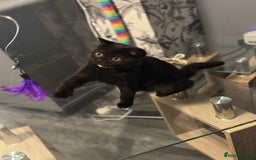 British Shorthair cats for sale: Black short hair kitten  - Image 6
