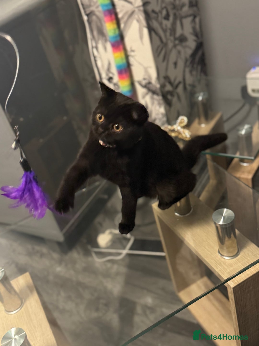 British Shorthair cats for sale: Black short hair kitten  - Image 6